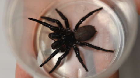 Un parque de reptiles australiano recibe la araña de embudo más grande que haya visto: podría perforar una uña humana con sus colmillos (VIDEO)