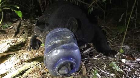 Liberan a una osa de 113 kilogramos que deambuló por Florida con un recipiente de plástico atascado en la cabeza durante 28 días (VIDEO)