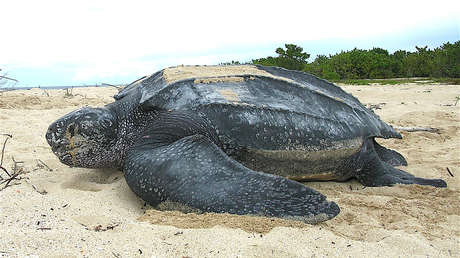 Pescadores indios liberan a una enorme tortuga siete filos que quedó atrapada por una aleta en una red (VIDEO)