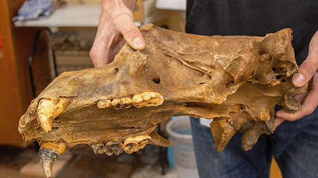 Hallan en Rusia un cementerio natural de osos de las cavernas de 40.000 años en una cueva que nunca fue pisada por el hombre