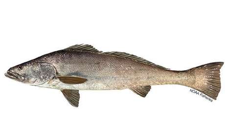 Fiscalía de México imputa a 6 integrantes de 2 bandas criminales dedicadas al tráfico de totoaba