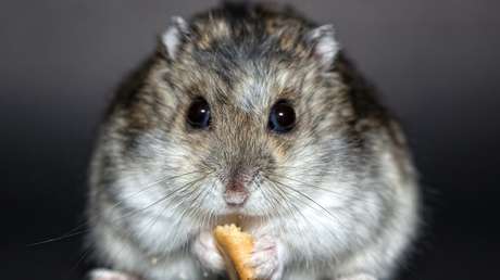 Muere Mr. Goxx, el hámster 'criptotrader' que superó en rendimiento bursátil a Warren Buffett y al índice S&P 500