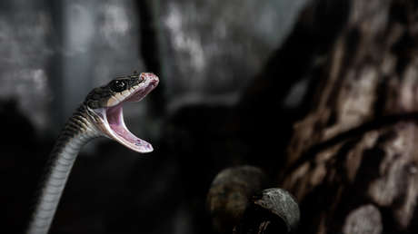 Un gato australiano salva a su dueño de una venenosa serpiente tigre escondida en casa