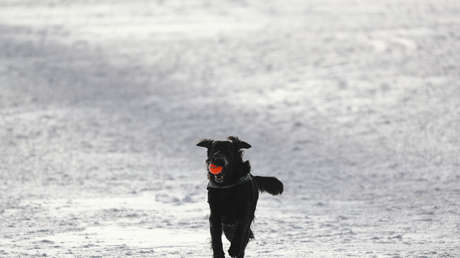 Alpinistas rescatan a un perrito callejero que sobrevivió un mes en la montaña más alta de México (FOTOS)