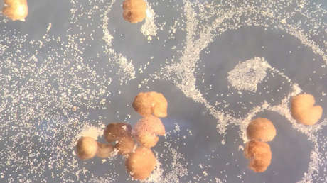 Crean 'robots vivientes' capaces de reproducirse