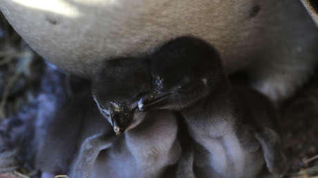 Un hombre en Argentina mata casi 300 pichones de pingüinos y destruye más de 140 nidos de esa especie con una excavadora