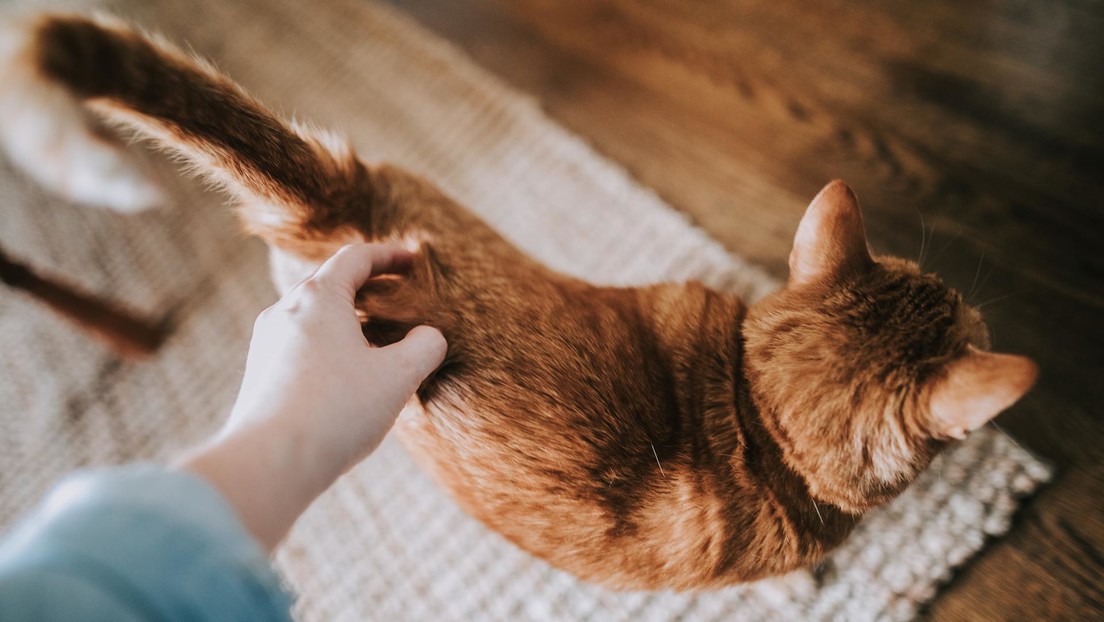 Un jefe reprende a una pasante por querer estar con su gato moribundo y desencadena renuncias masivas en protesta