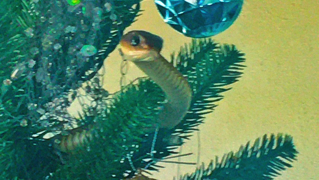 Un árbol de Navidad en Sudáfrica esconde una culebra mortal