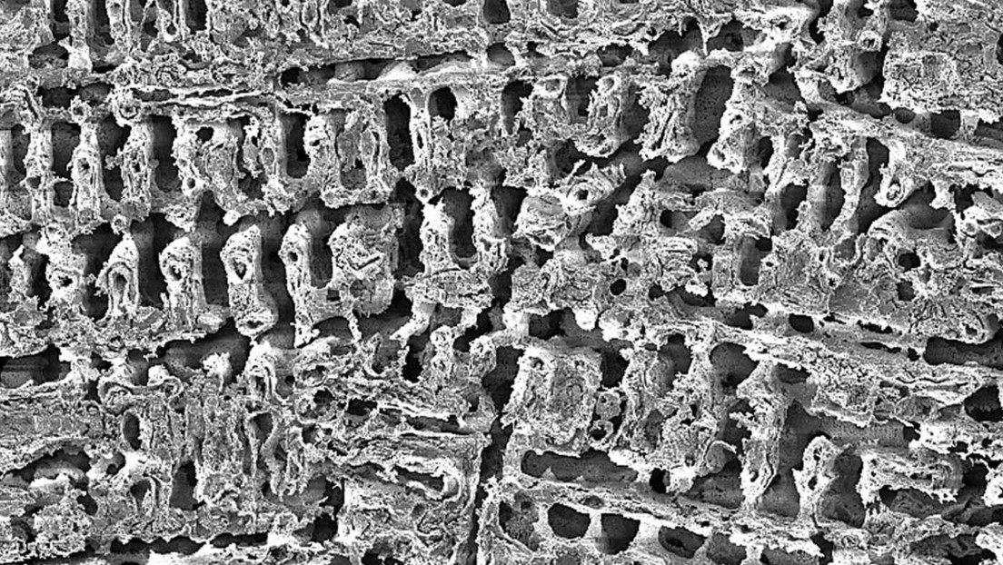 Convierten al cobre en un "asesino rápido de bacterias" que mata al 99,99 % de estafilococos en dos minutos