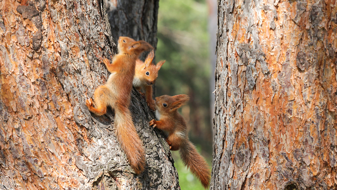 Descubren que los animales, al igual que los humanos, heredan bienes y privilegios que influyen en la desigualdad y sus aptitudes