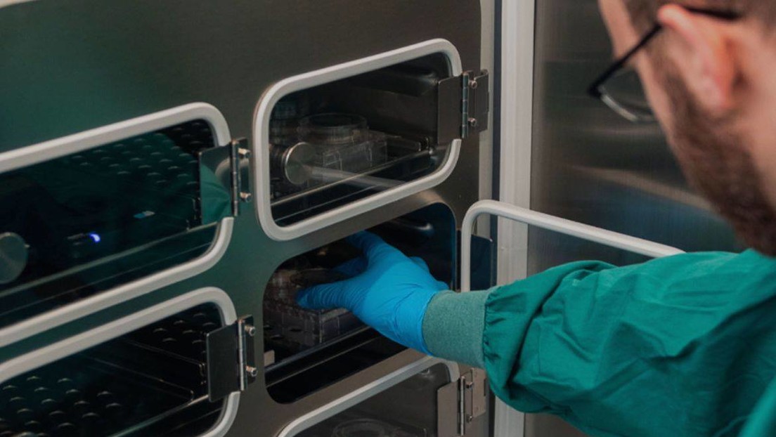 Crean un "cerebro cíborg", un chip con neuronas humanas que aprende más rápido que la inteligencia artificial (VIDEO)