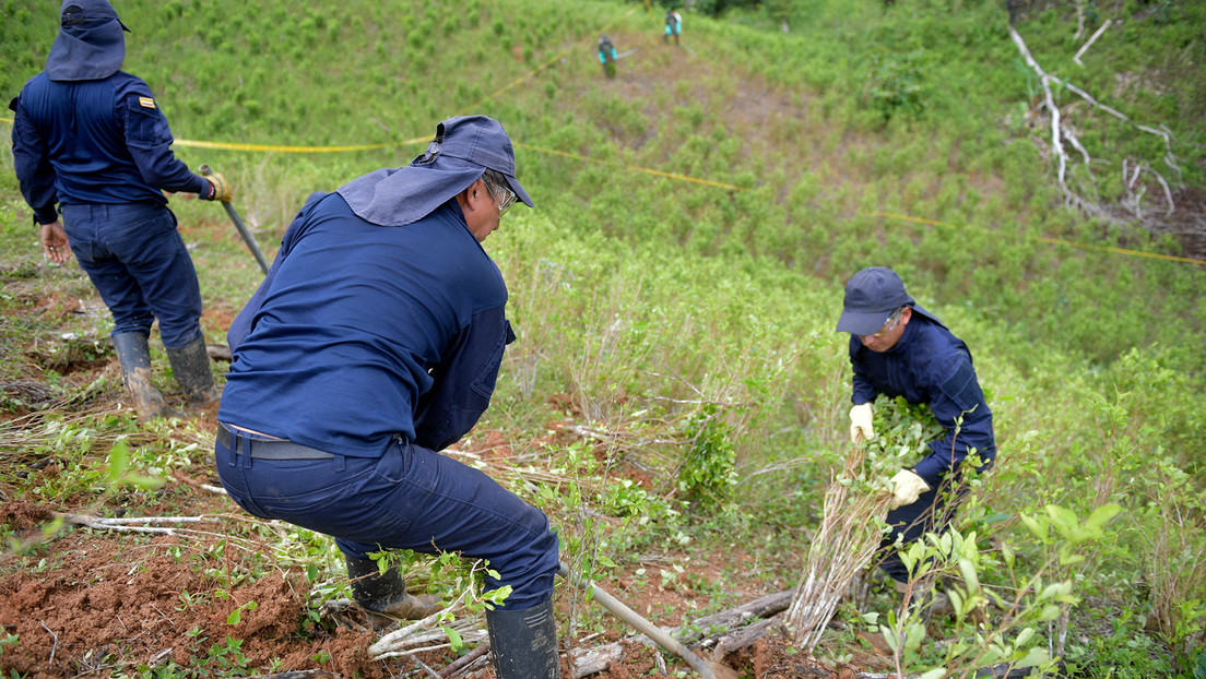Colombia no cumple con su meta de erradicación de hectáreas de coca y responsabiliza a las manifestaciones