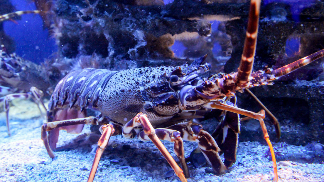 Un bloguero adopta una langosta de supermercado como mascota y se hace famoso en YouTube (VIDEO)