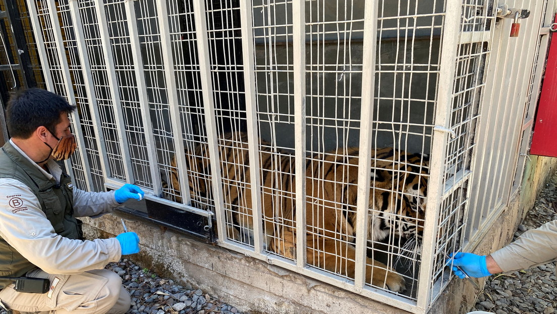 Chile se convierte en el primer país de la región en vacunar animales contra el covid-19