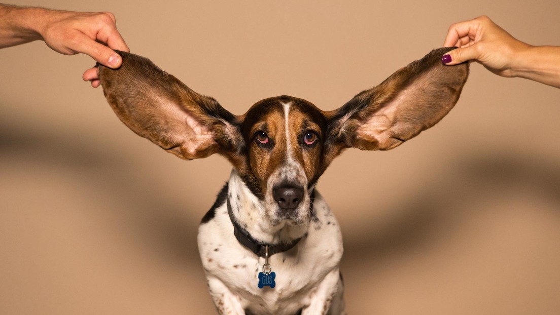 No le ladres a tu perro: expertos advierten contra un peligroso reto en TikTok