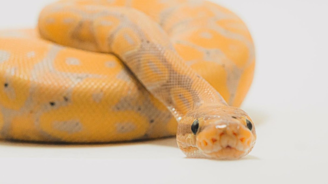 VIDEO: Una serpiente muerde en la cara a una cantante en pleno rodaje de un videoclip