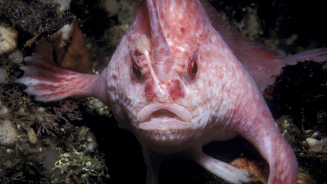 Captan un pez rosado 'con manos' por primera vez en más de dos décadas  (FOTOS, VIDEO)