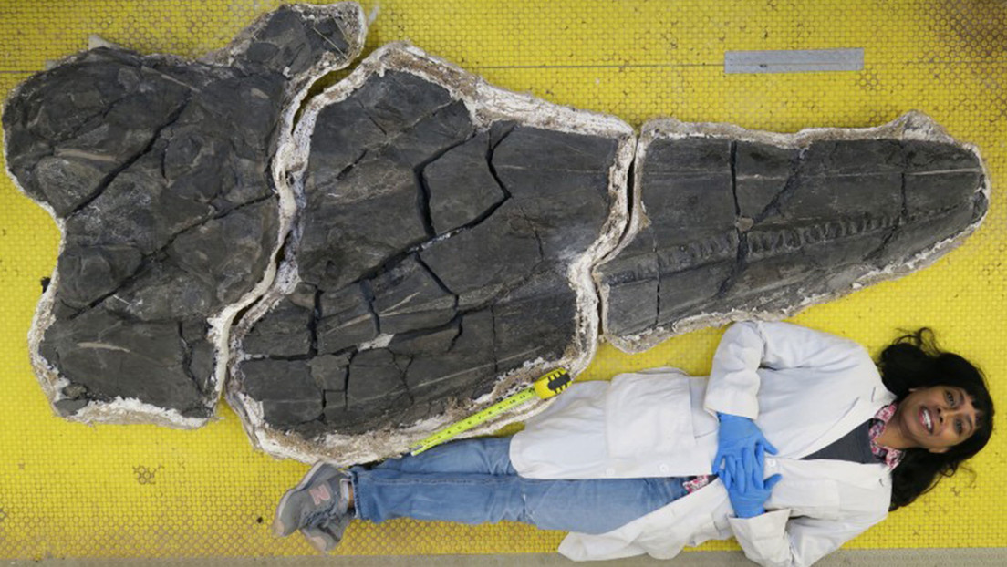 Un gran reptil marino prehistórico alcanzó el tamaño de ballenas actuales en tan solo 2,5 millones de años de evolución, revela un estudio