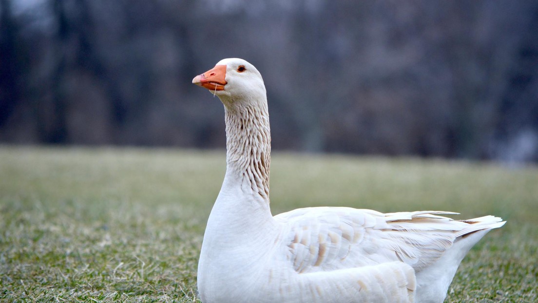 "¿Cómo es posible comer carne después de esto?": las lágrimas de un ganso separado de su amiga conmueven a la Red (VIDEOS)