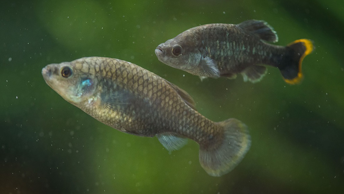 El pez tequila vuelve a su hábitat natural en México tras haber sido declarado extinto en estado salvaje