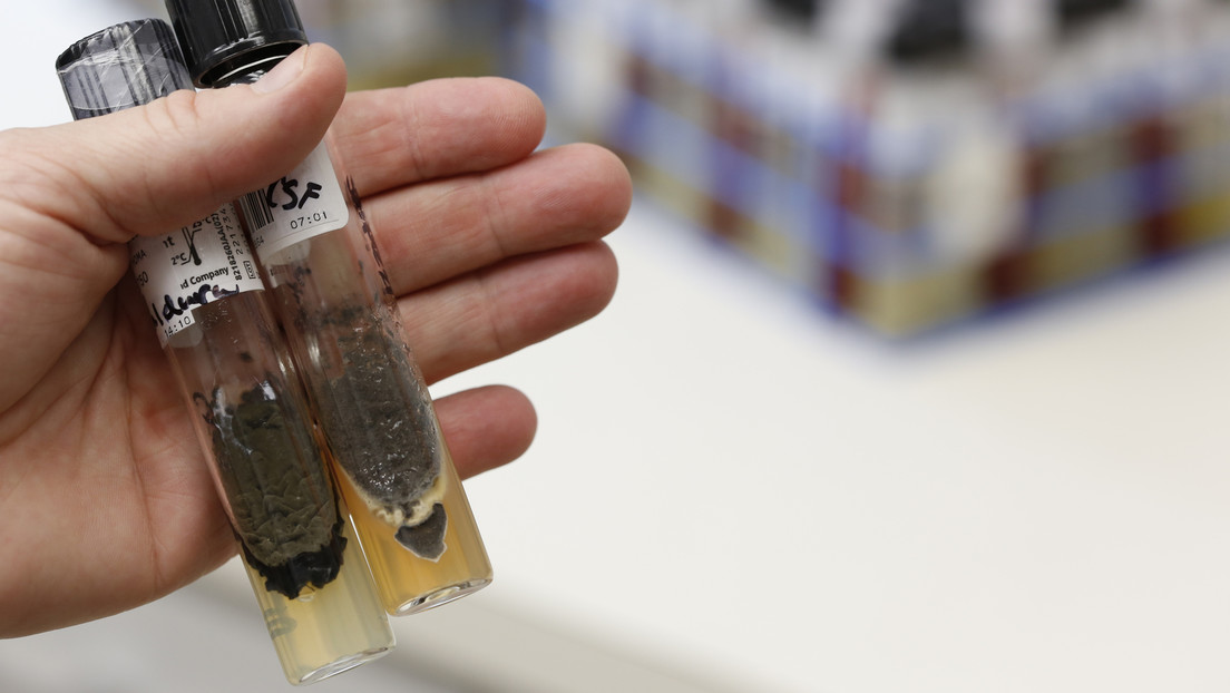 Se detectan los primeros casos  del peligroso e infeccioso hongo mortal 'Candida auris' en el estado de Oregón en EE.UU.