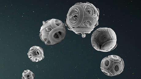 Descubren que las variaciones en la órbita de la Tierra influyen en la evolución de organismos