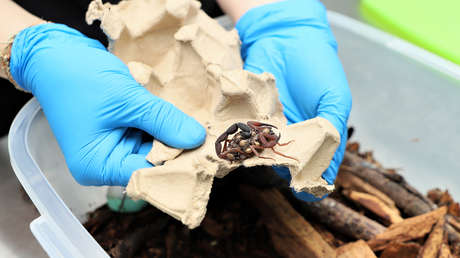 Decomisan 232 tarántulas que iban de contrabando rumbo a Alemania en el aeropuerto de Bogotá