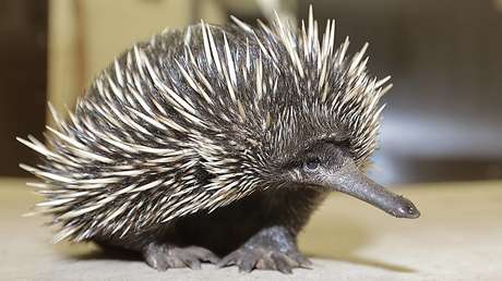 VIDEO: Un equidna provoca el caos al colarse en una carrera de turismos a 300 km/h en Australia