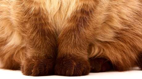 El gato con botas de 'Shrek' existe: ¡conozcan a don Pisco!