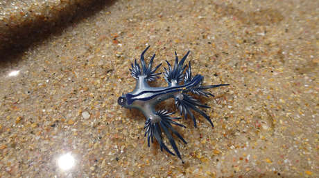 Un usuario de TikTok publica un video jugando con una hermosa criatura marina sin saber que es una peligrosa especie venenosa (VIDEO)