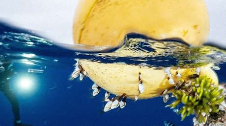 Un enorme 'continente de basura' deja a muchos organismos marinos a gran distancia de su hábitat