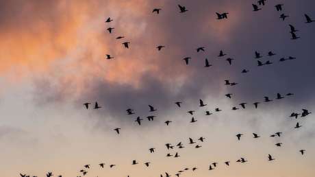 "Combatir la locura con locura": jóvenes explican para qué sirve su teoría conspirativa 'Los pájaros no son reales'