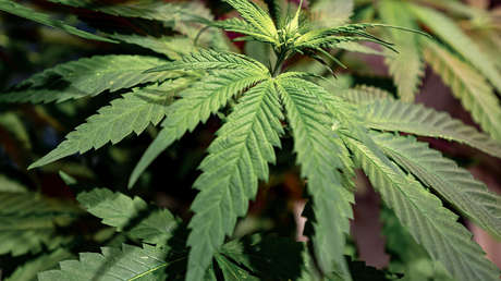 Malta se convierte en el primer país de la UE en legalizar el cultivo y consumo de cannabis con fines recreativos