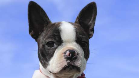 Unos padres de EE.UU. afirman que su perro salvó la vida a su bebé al advertirlos de que la pequeña había dejado de respirar