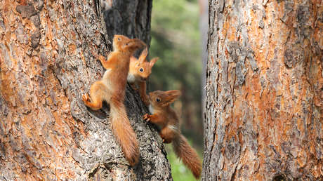 Descubren que los animales, al igual que los humanos, heredan bienes y privilegios que influyen en la desigualdad y sus aptitudes