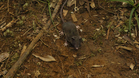 El mayor descubrimiento de mamíferos en 90 años: describen 14 nuevas especies de musarañas en Indonesia