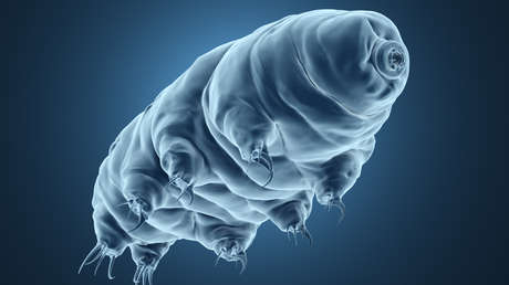 Un osito de agua congelado podría ser el primer animal entrelazado cuánticamente, sugiere un estudio