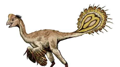 FOTO: Hallan un embrión de dinosaurio perfectamente conservado a punto de nacer (y su postura deja boquiabiertos a los científicos)