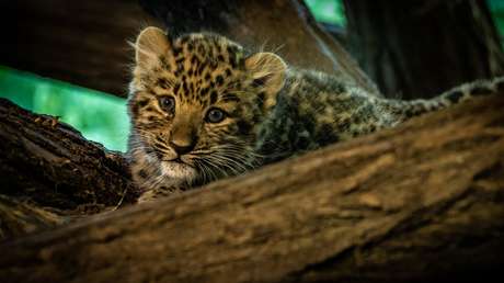 Un granjero rescata a dos 'gatitos' del frío y descubre que son leopardos