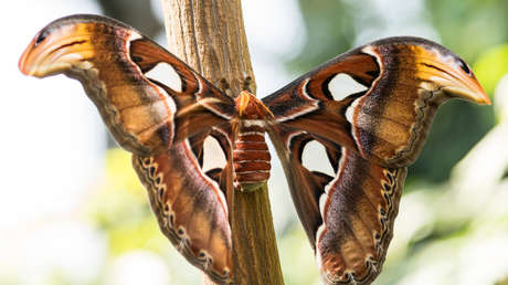 FOTO: Una mujer encuentra una enorme polilla reposando sobre una maceta en su balcón en Australia