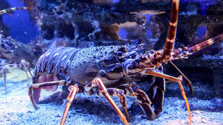 Un bloguero adopta una langosta de supermercado como mascota y se hace famoso en YouTube (VIDEO)