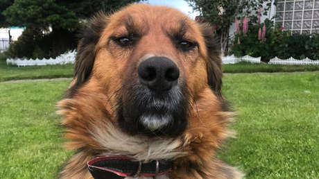 "El primer perro de la República": la mascota del presidente electo de Chile causa furor en las redes