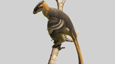 Cubierto de plumas y de tres metros de largo: Descubren una nueva especie de dinosaurio depredador