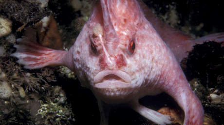 Captan un pez rosado 'con manos' por primera vez en más de dos décadas (FOTOS, VIDEO)