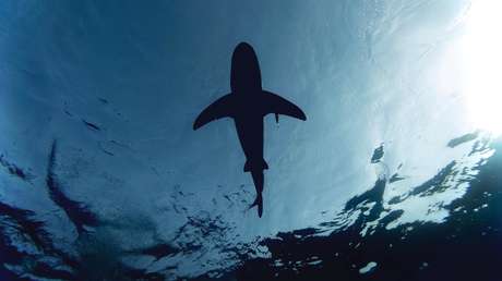 Un surfista muere por un ataque de tiburón en California la víspera de Navidad