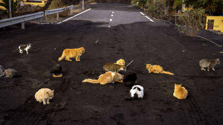 VIDEO: La Guardia Civil española rescata a los gatos abandonados tras la erupción del volcán en La Palma