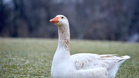 "¿Cómo es posible comer carne después de esto?": las lágrimas de un ganso separado de su amiga conmueven a la Red (VIDEOS)