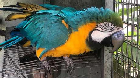 VIDEO: Implantan un pico de titanio impreso en 3D a un guacamayo que perdió el suyo en una pelea