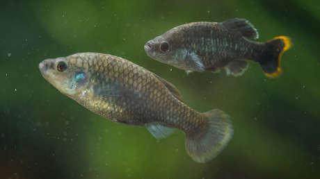 El pez tequila vuelve a su hábitat natural en México tras haber sido declarado extinto en estado salvaje