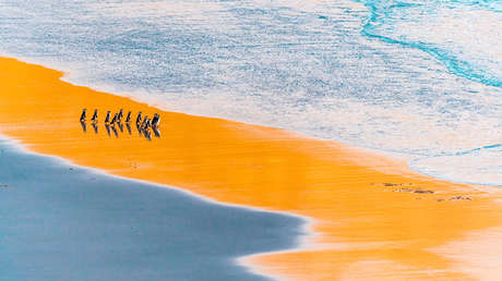 Un gorila en plena carrera y un 'jardín de infantes' de avestruces: estos son los ganadores del concurso Fotógrafo de Naturaleza del Año 2021 (FOTOS)